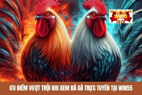 Ưu điểm vượt trội khi xem đá gà trực tuyến tại win55